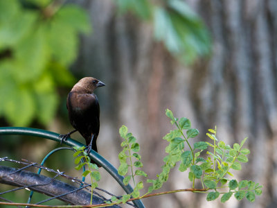 Brown-headed Cowbird / Bruinkop-koevogel / Molothrus ater 