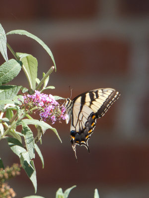 Eastern Tiger Swallowtail / Papilio glaucus 