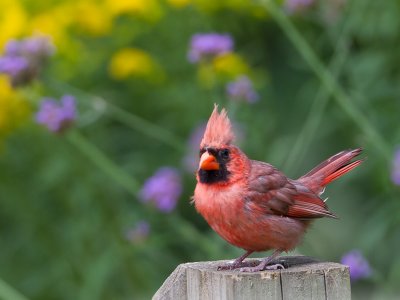 Northern Cardinal / Kardinaalvogel / Cardinalis cardinalis 