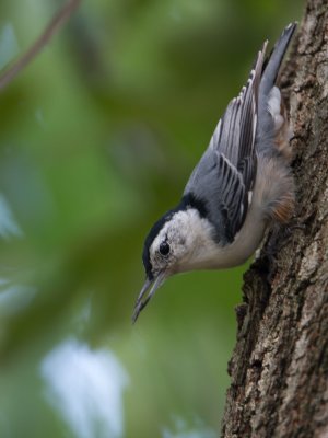White-breasted Nuthatch / Witborstboomklever / Sitta carolinensis