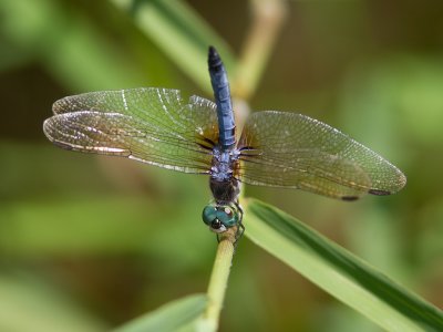 Blue Dasher / Blauwschicht / Pachydiplax longipennis