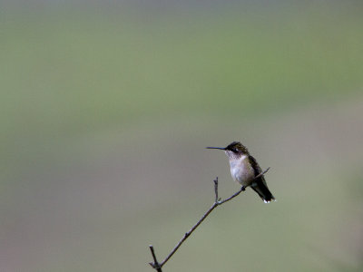 Ruby-throated Hummingbird / Robijnkeelkolibrie / Archilochus colubris