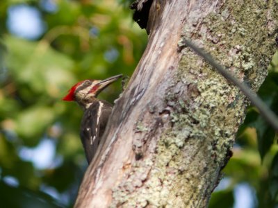 Pileated Woodpecker / Noordamerikaanse Zwarte Specht  / Dryocopus pileatus