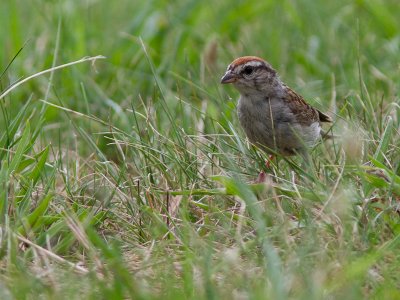 Chipping Sparrow / Musgors / Spizella passerina