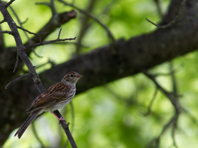 Chipping Sparrow / Musgors / Spizella passerina