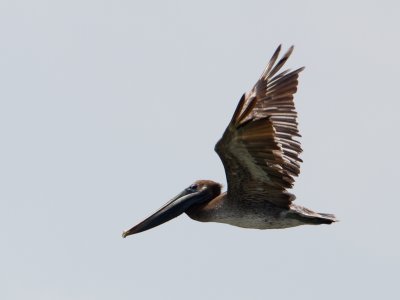 Brown Pelican / Bruine Pelikaan / Pelecanus occidentalis 