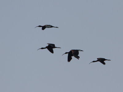Glossy Ibis / Zwarte ibis / Plegadis falcinellus
