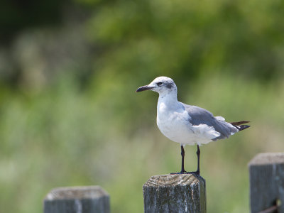 Laughing Gull / Lachmeeuw / Leucophaeus atricilla