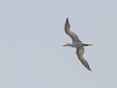 Royal Tern / Koningsstern / Thalasseus maximus
