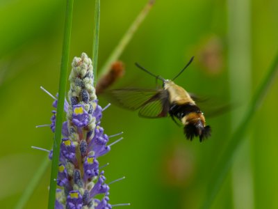 Snowberry clearwing / Hemaris diffinis 