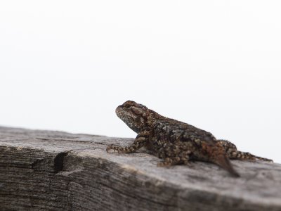 Haagleguaan / Eastern Fence Lizard / Sceloporus undulatus