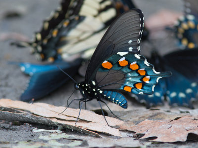 Pipevine Swallowtail / Battus philenor