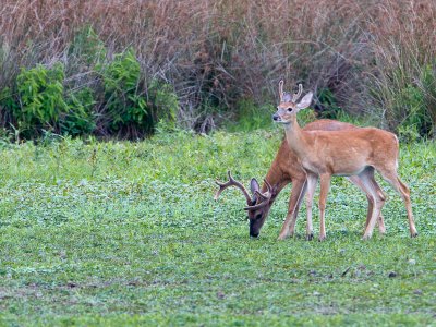 White-tailed deer / Witstaarthert / Odocoileus virginianus 