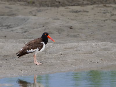 American Oystercatcher / Amerikaanse Scholekster / Haematopus palliatus