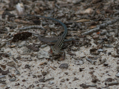 Eastern Six-lined Racerunner / Aspidoscelis sexlineata