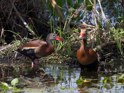 Black-bellied Whistling Duck / Zwartbuik-fluiteend / Dendrocygna autumnalis