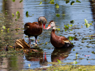 Black-bellied Whistling Duck / Zwartbuik-fluiteend / Dendrocygna autumnalis