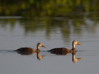 Mottled Duck / Gevlekte Florida-eend / Anas fulvigula