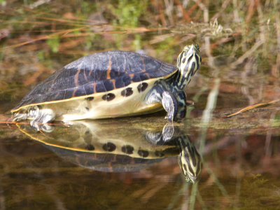 Florida Red-bellied Turtle / Pseudemys nelsoni