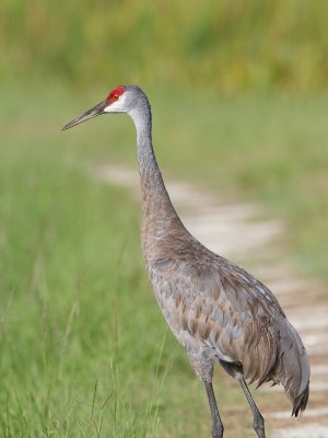 Sandhill Crane / Canadese kraanvogel / Grus canadensis