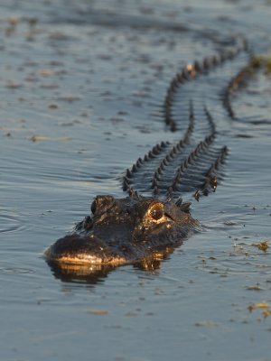 Amerikaanse Alligator / American alligator / Alligator mississippiensis 