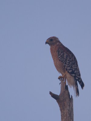Red-Shouldered Hawk / Roodschouderbuizer / Buteo lineatus 