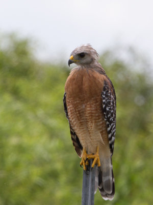 Red-Shouldered Hawk / Roodschouderbuizer / Buteo lineatus 