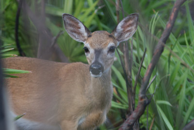 Key Deer / Florida Key-hert  / Odocoileus virginianus clavium