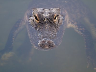 Amerikaanse Alligator / American alligator / Alligator mississippiensis 