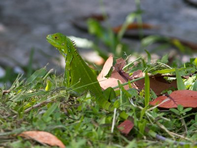 Green Iguana / Groene leguaan / Iguana iguana