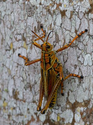 Lubber Grasshopper / Romalea microptera