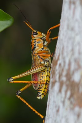  Lubber Grasshopper / Romalea microptera