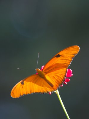 Julia Butterfly / Dryas iulia