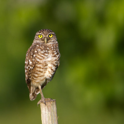 Burrowing Owl / Holenuil / Athene cunicularia