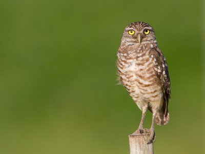 Burrowing Owl / Holenuil / Athene cunicularia