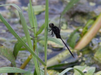 Pin-tailed Pondhawk / Erythemis plebeja