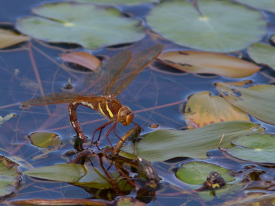 Bruine glazenmaker / Brown Hawker / Aeshna grandis