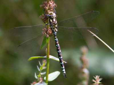 Blauwe glazenmaker / Blue Hawker / Aeshna cyanea