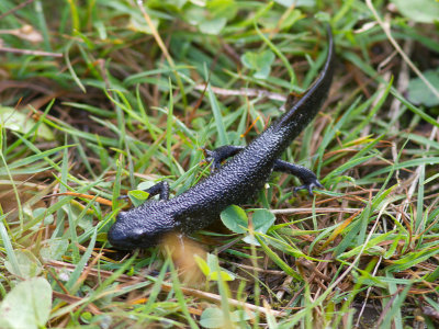 Salamanders / Salamanders and Newts