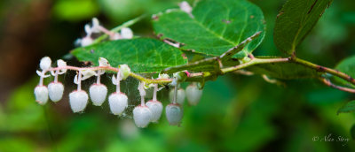 Salal Berries.jpg