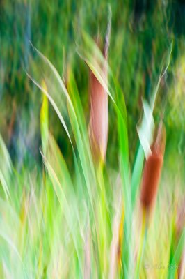 Artistic Bull Rush.jpg