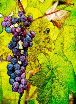 Wine on the Vine.jpg