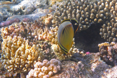 Zwartstaart koraalvlinder
