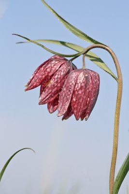 Fritillaria meleagris - Kievitsbloem