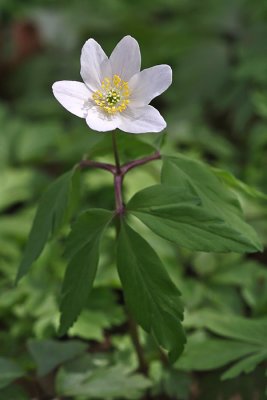 Anemone nemorosa - Bosanemoon