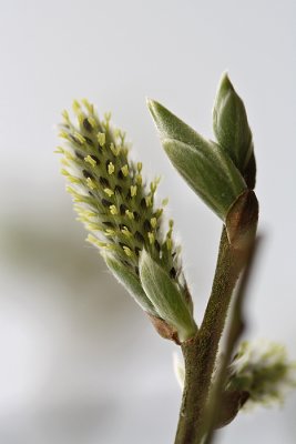 Salix alba - Schietwilg