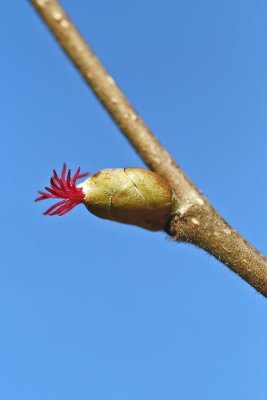 Corylus avellana - Hazelaar