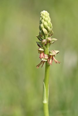 Orchis anthropophora (Aceras anthropophora) - Poppenorchis
