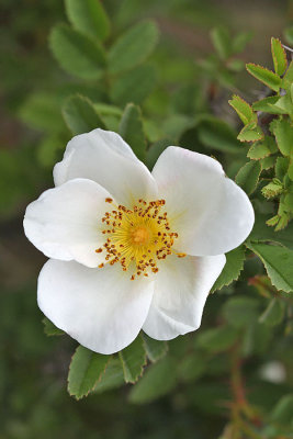 Rosa pimpinellifolia - Duinroos