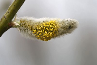 Salix alba - Schietwilg